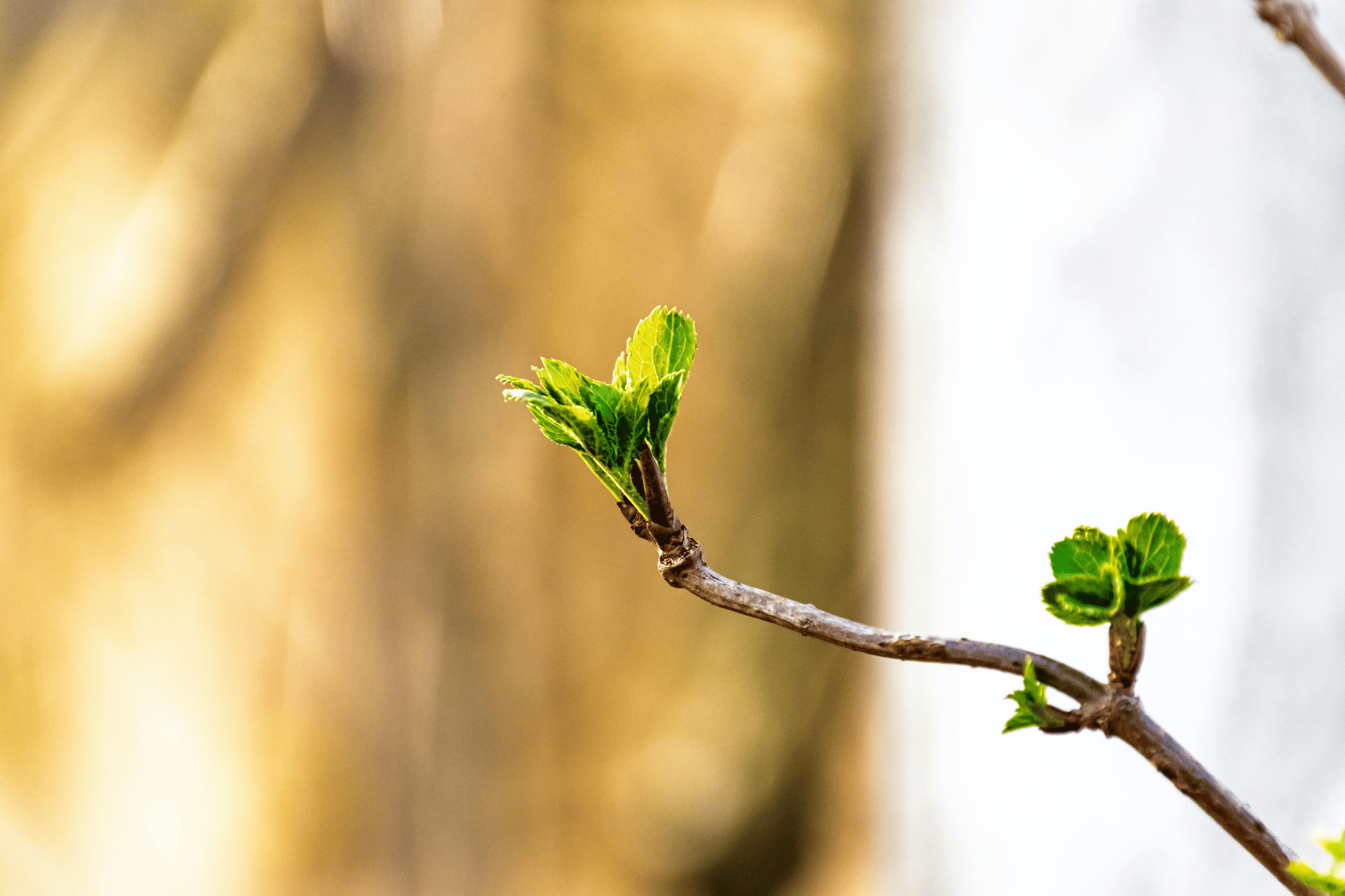 Spring at the Cooperative