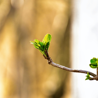 Spring at the Cooperative